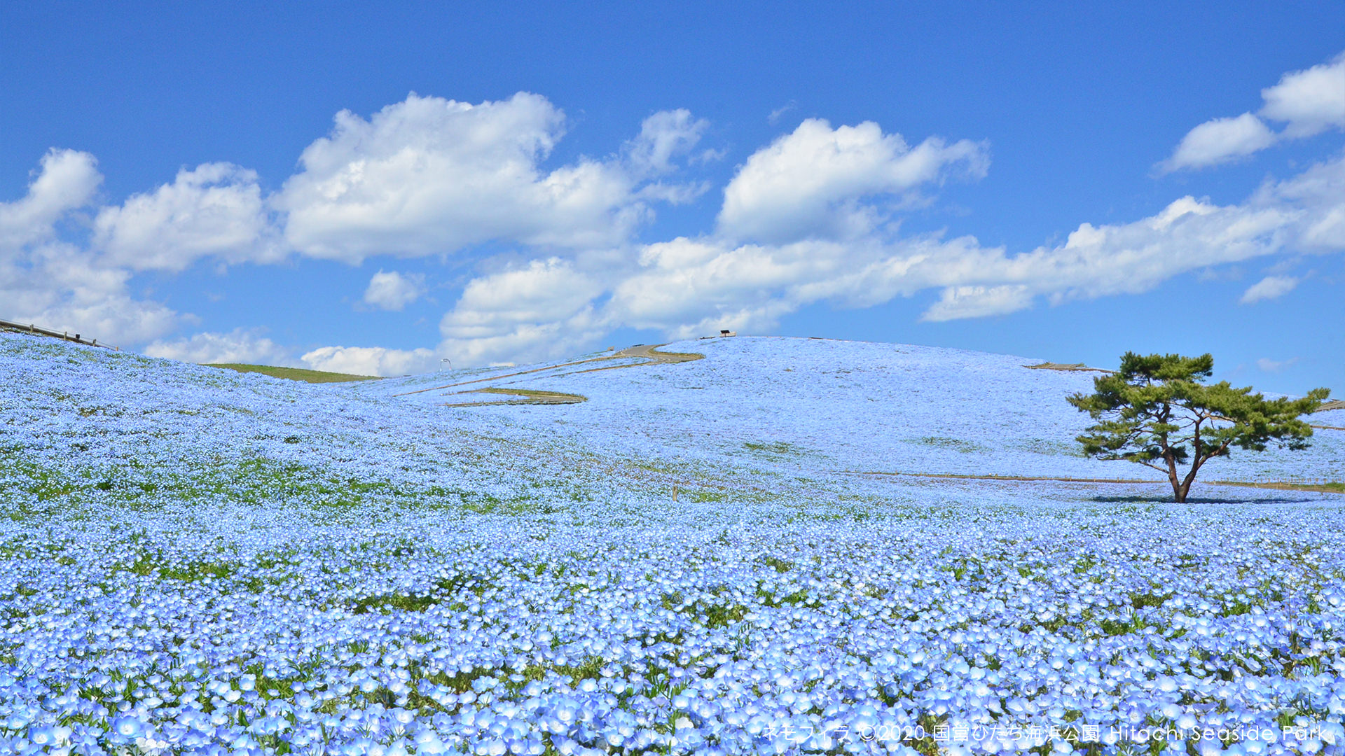 【悲報】日本人、茨城の観光名所を答えられない